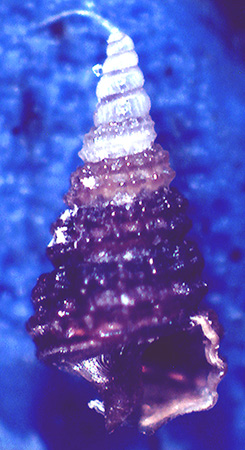 Cerithiopsis da determinare